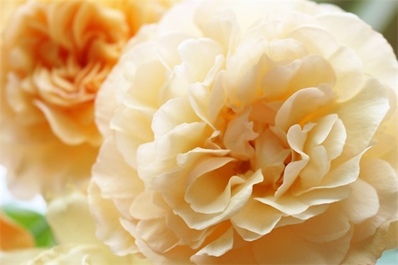 家长幼儿园孩子毕业寄语短句20字-58句