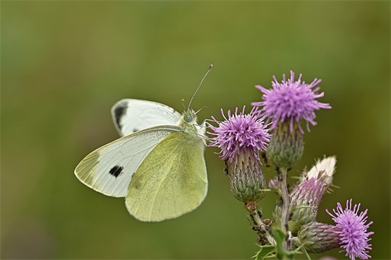 六一对儿子的成长寄语-50句