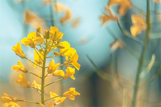 幼儿园小朋友过生日老师寄语-51句