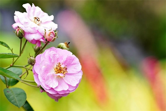 送给3岁孩子的成长寄语-53句