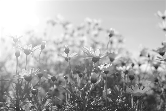 哀思父亲节天堂寄语-50句