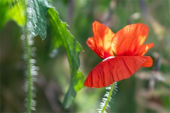 幼儿园开学寄语简短的-54句