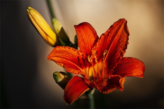 六一儿童节对孩子的寄语简短-52句