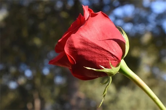 毕业寄语大学生简短-51句