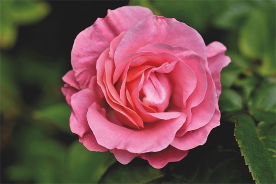 内刊领导寄语-52句