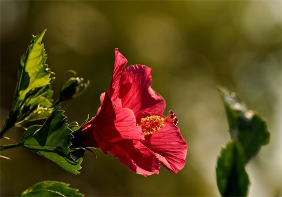 中班家长写给老师的寄语-51句