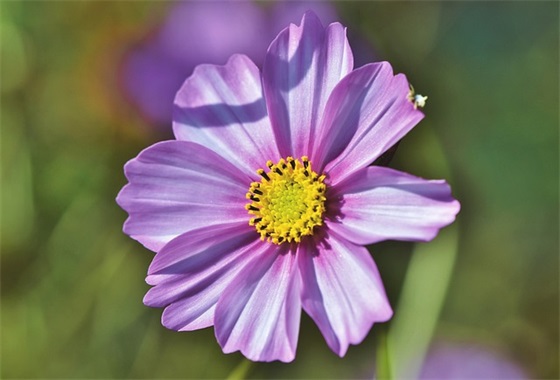 哀思父亲节天堂寄语-51句