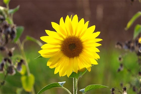 中考的家长寄语-53句