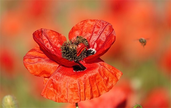 大班幼儿园家长寄语简短-50句