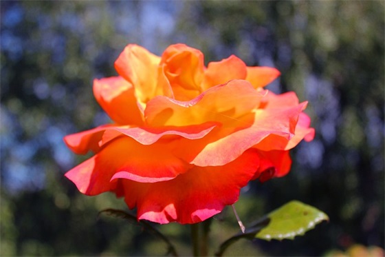 孩子退步,家长写给孩子的寄语-50句