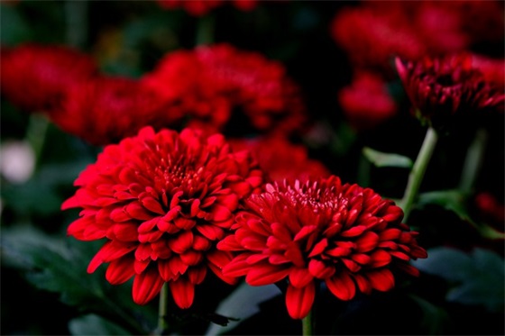 小男孩生日寄语-55句