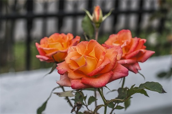 有关毕业季的句子53句