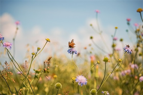 关于艺术的句子75句