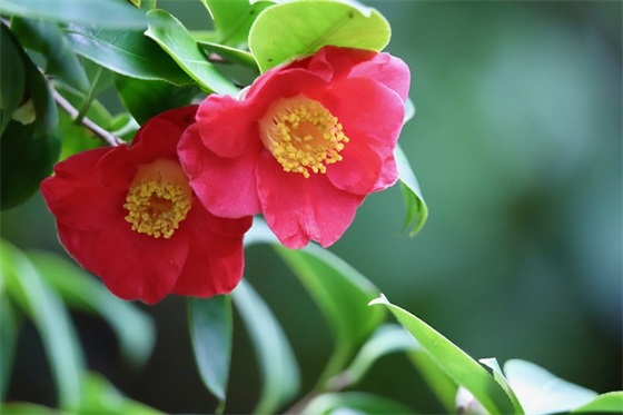 描写面对困难的句子43句