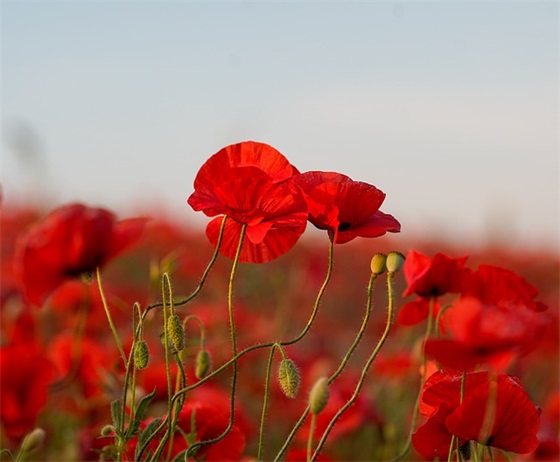 关于社会现实的句子81句