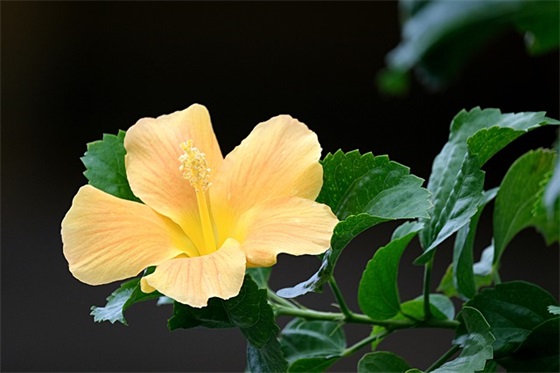 抖音最火的酷句子84句