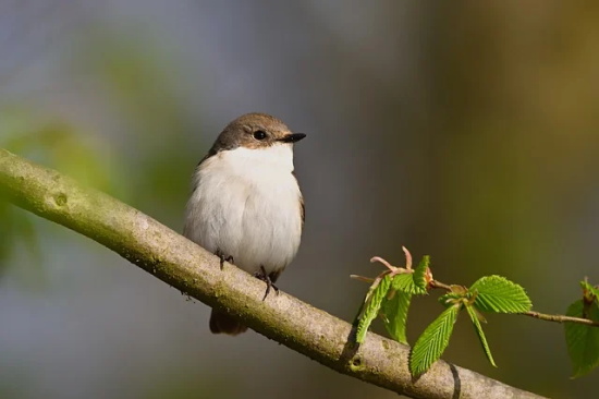 为什么叫字母哥（字母哥由来）