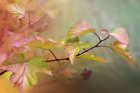 为什么南极没有北极熊？如果把北极熊送到南极，会怎么样？