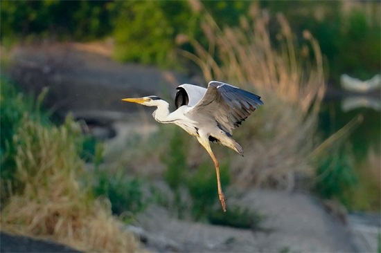 海里的“飞鱼”真的会飞吗？它们为什么要“飞出”水面？