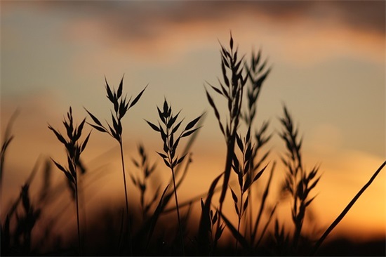 为什么叫东北“关东军”？