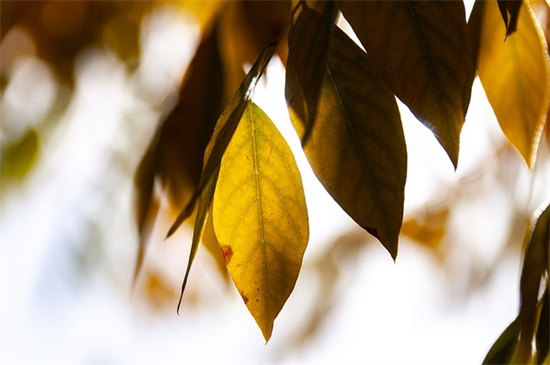 常见的公司起名吉祥用字