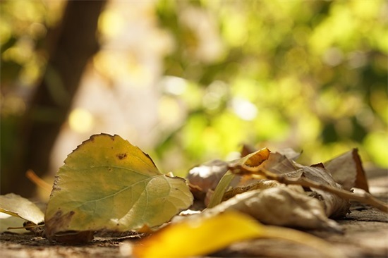 lol审判天使网名