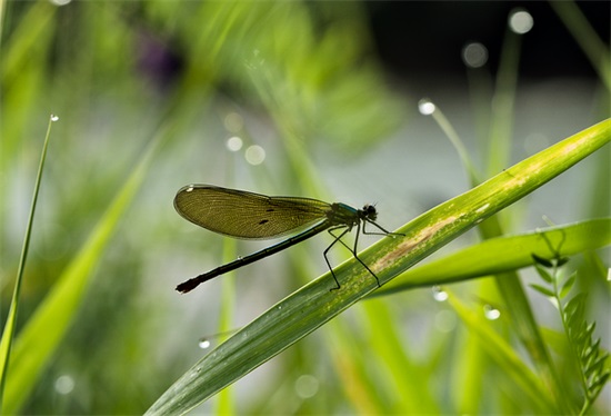 2025中国第农民丰收节丰收经典口号