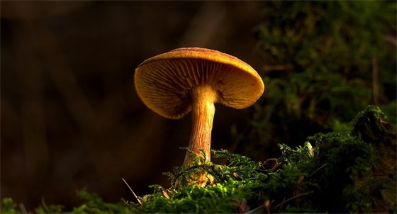 脆皮冬瓜条有哪些做法