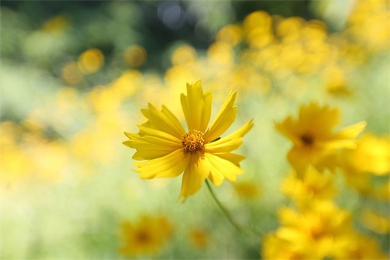 写向日葵的句子(精选43条)