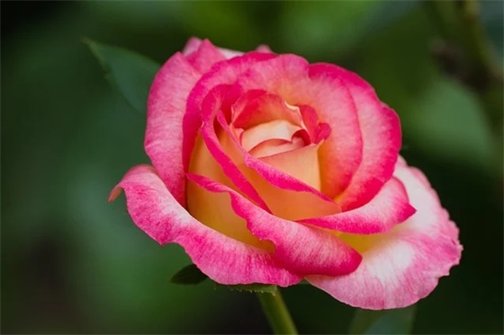 七夕情人节浪漫句子简短精选24句 七夕情人节浪漫句子简短精选24句