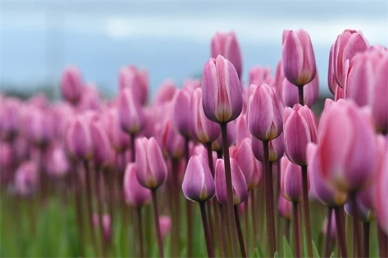 收到爱人礼物感谢的话