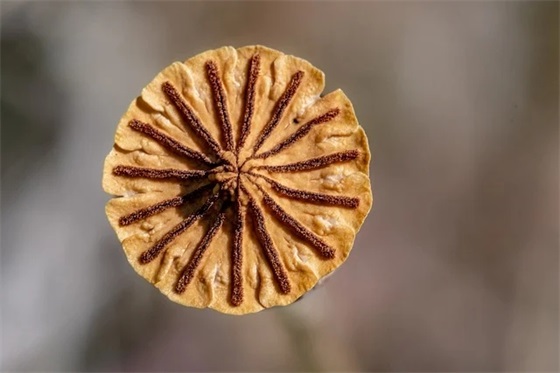 佛家经典禅语，佛家最经典的禅语句子