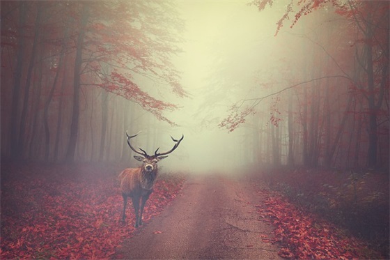 带木和郑字的网名