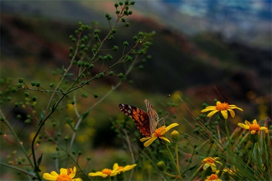带墨染520的网名符号