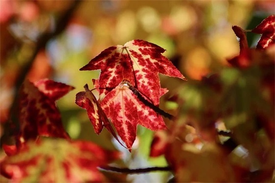 带木水土的网名男生名字