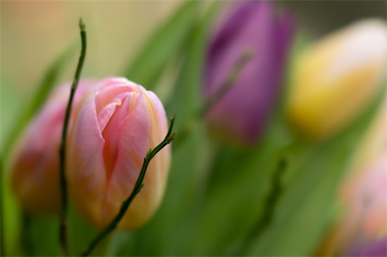 带墨镜的大叔网名霸气女