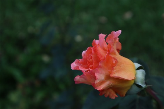 带沫墨的网名大全女生