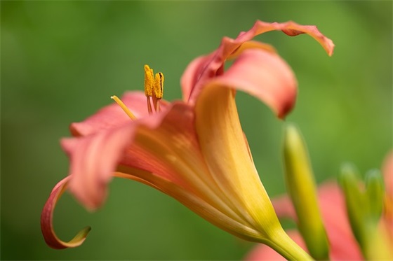 带牡丹的王字网名