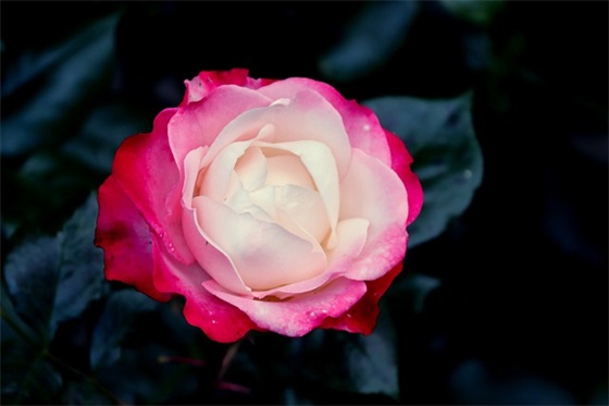 带汗的网名有哪些