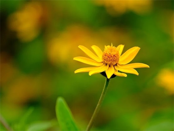 带鳖祭的网名昵称
