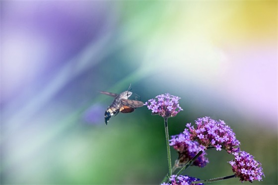 带粥的谐音梗网名 带粥的谐音梗网名