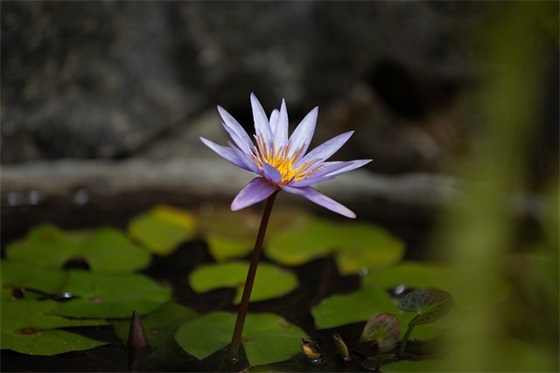 人生要懂得拒绝别人的句子摘录(40条)