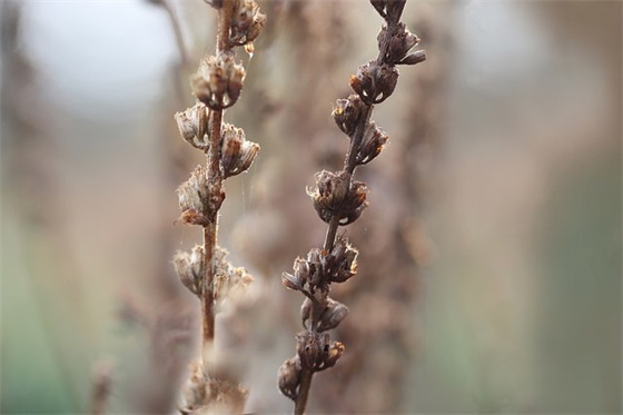 秋意凉的句子21句 秋意凉的句子21句