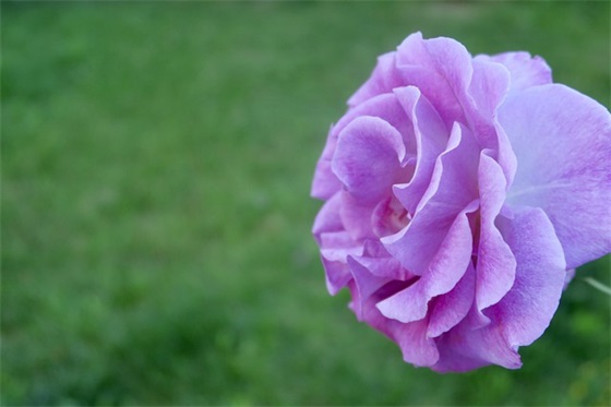 情人节朋友圈句子大全21条