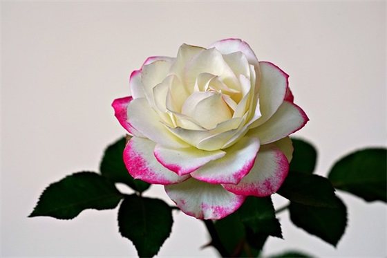 朋友圈年轻人被催婚崩溃的句子