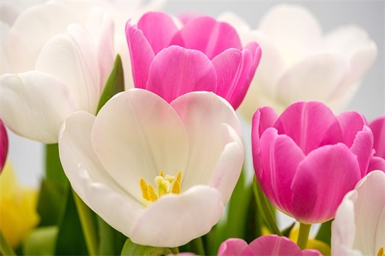 带爱萍谐音的网名大全