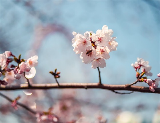 滇红朋友圈文案