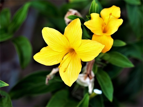 带台词的昵称大全女生网名