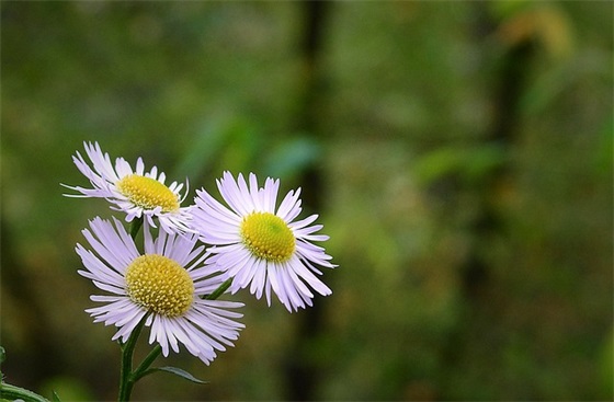 带何字的经典网名女生 带何字的经典网名女生
