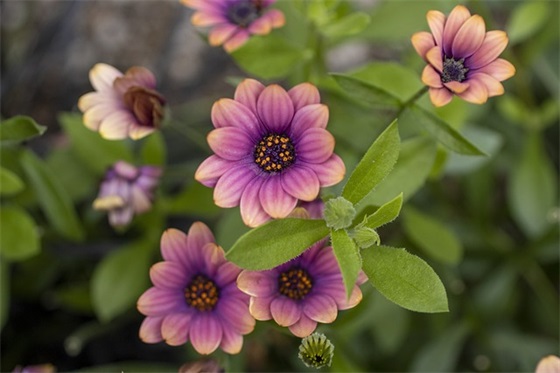 女生网名带落日的名字